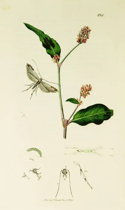 Framed Print : Curtis British Entomology Plate 284 Framed Print : Curtis British Entomology Plate 284