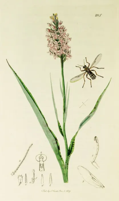 Framed Print : Curtis British Entomology Plate 285 Framed Print : Curtis British Entomology Plate 285