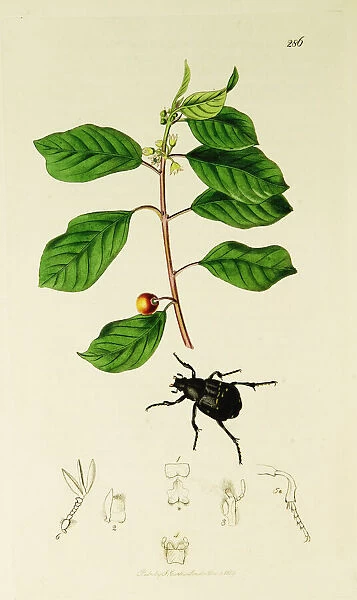 Curtis British Entomology Plate 286