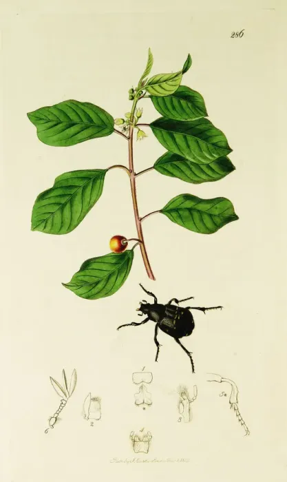 Framed Print : Curtis British Entomology Plate 286 Framed Print : Curtis British Entomology Plate 286