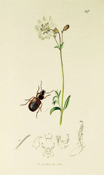 Curtis British Entomology Plate 287