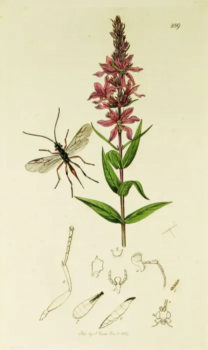 Framed Print : Curtis British Entomology Plate 289 Framed Print : Curtis British Entomology Plate 289