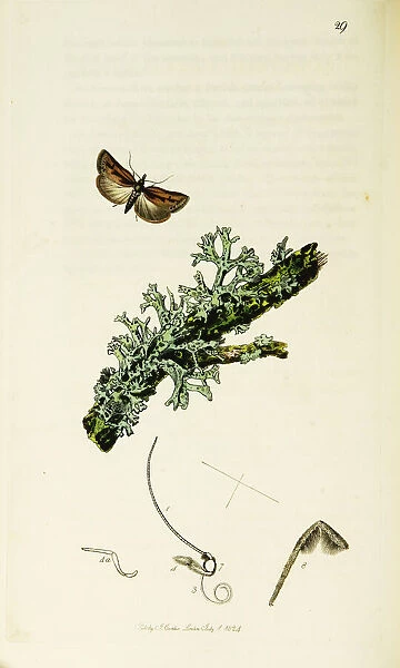 Curtis British Entomology Plate 29