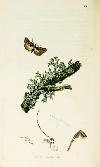 Framed Print : Curtis British Entomology Plate 29 Framed Print : Curtis British Entomology Plate 29