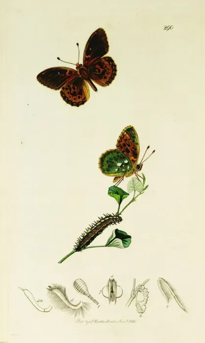 Framed Print : Curtis British Entomology Plate 290 Framed Print : Curtis British Entomology Plate 290