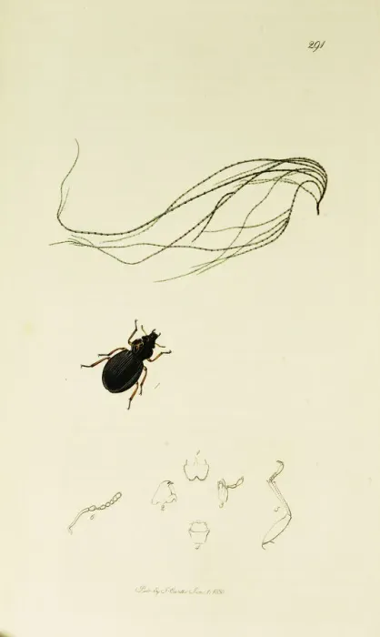 Framed Print : Curtis British Entomology Plate 291 Framed Print : Curtis British Entomology Plate 291
