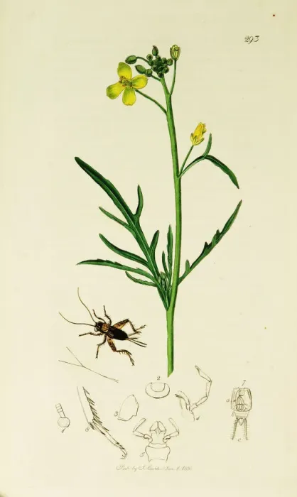 Framed Print : Curtis British Entomology Plate 293 Framed Print : Curtis British Entomology Plate 293