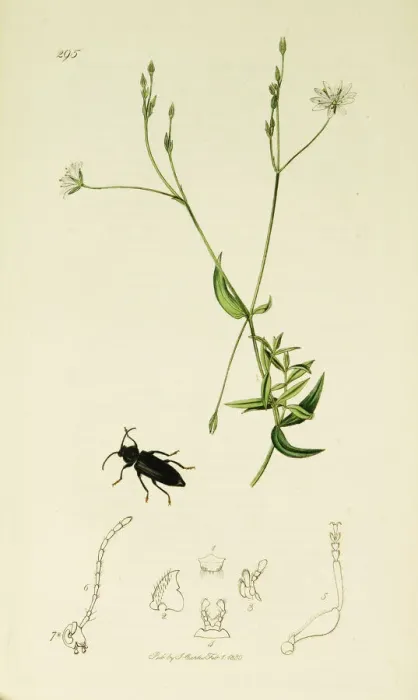 Framed Print : Curtis British Entomology Plate 295 Framed Print : Curtis British Entomology Plate 295