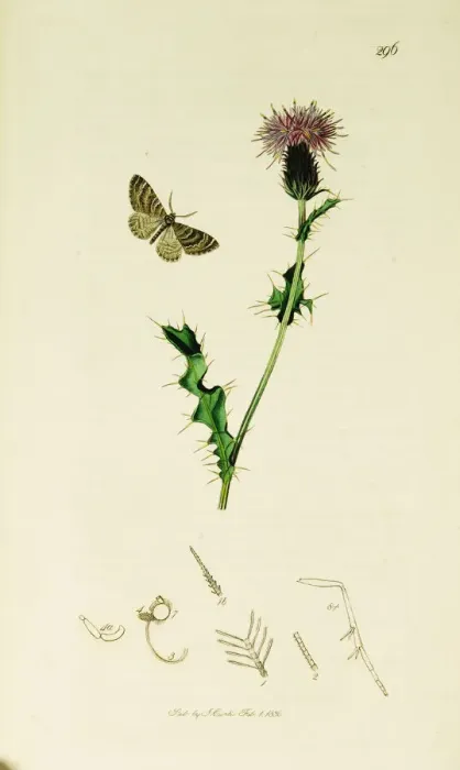 Framed Print : Curtis British Entomology Plate 296 Framed Print : Curtis British Entomology Plate 296