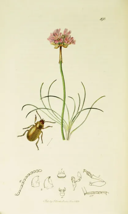 Framed Print : Curtis British Entomology Plate 298 Framed Print : Curtis British Entomology Plate 298