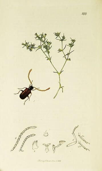 Curtis British Entomology Plate 299