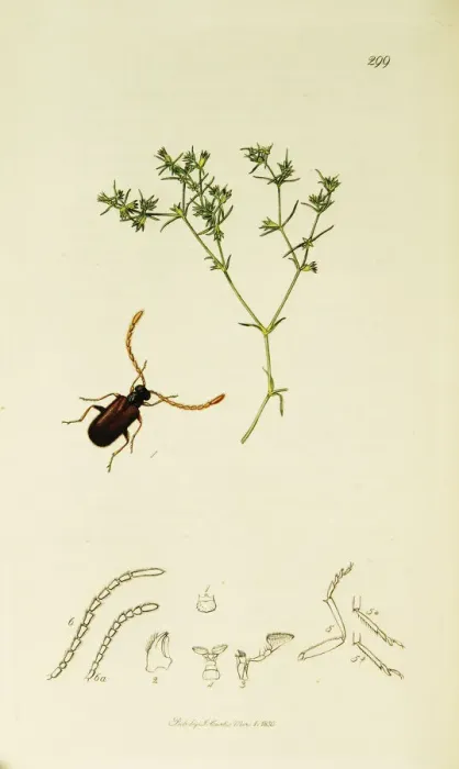 Framed Print : Curtis British Entomology Plate 299 Framed Print : Curtis British Entomology Plate 299