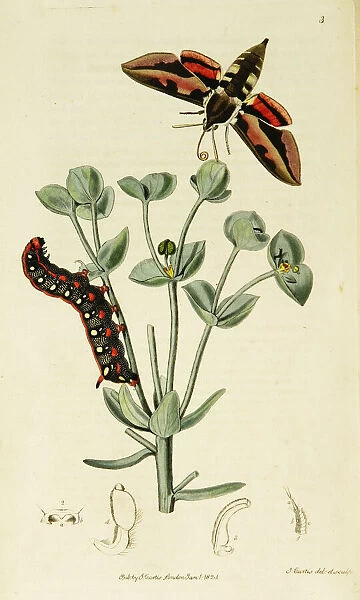 Curtis British Entomology Plate 3