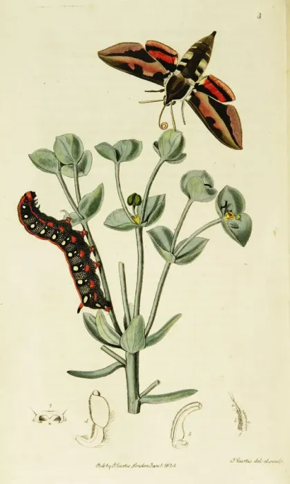 Framed Print : Curtis British Entomology Plate 3 Framed Print : Curtis British Entomology Plate 3