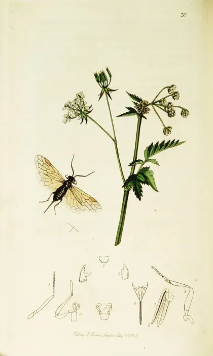 Framed Print : Curtis British Entomology Plate 30 Framed Print : Curtis British Entomology Plate 30