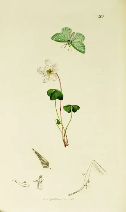 Framed Print : Curtis British Entomology Plate 300 Framed Print : Curtis British Entomology Plate 300