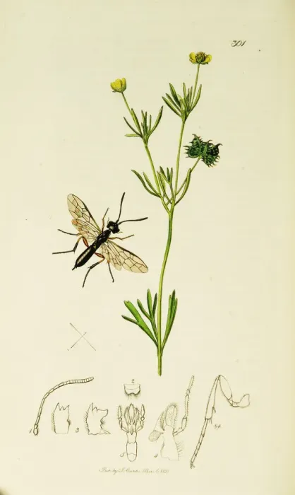 Framed Print : Curtis British Entomology Plate 301 Framed Print : Curtis British Entomology Plate 301