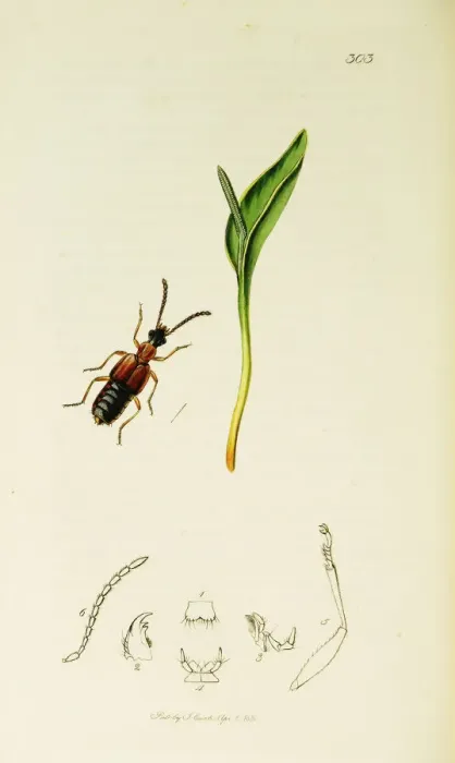 Framed Print : Curtis British Entomology Plate 303 Framed Print : Curtis British Entomology Plate 303