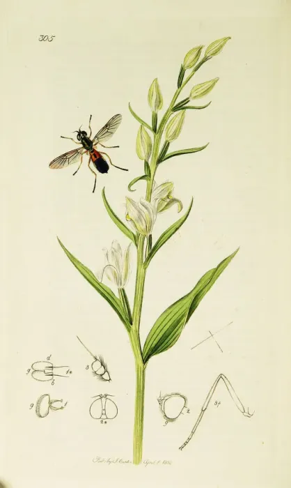 Framed Print : Curtis British Entomology Plate 305 Framed Print : Curtis British Entomology Plate 305