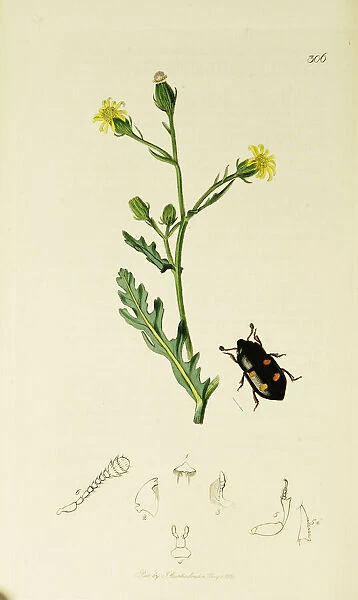 Curtis British Entomology Plate 306