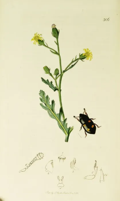 Framed Print : Curtis British Entomology Plate 306 Framed Print : Curtis British Entomology Plate 306