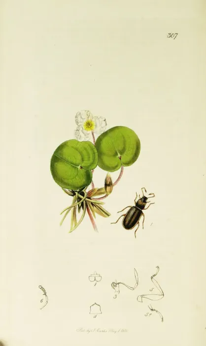 Framed Print : Curtis British Entomology Plate 307 Framed Print : Curtis British Entomology Plate 307