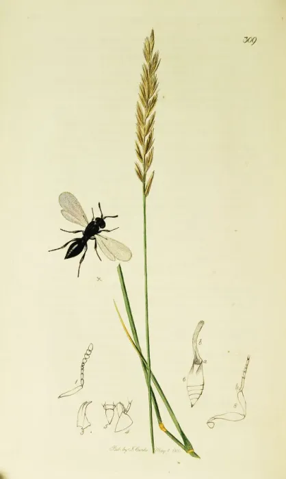 Framed Print : Curtis British Entomology Plate 309 Framed Print : Curtis British Entomology Plate 309