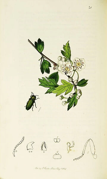 Curtis British Entomology Plate 31