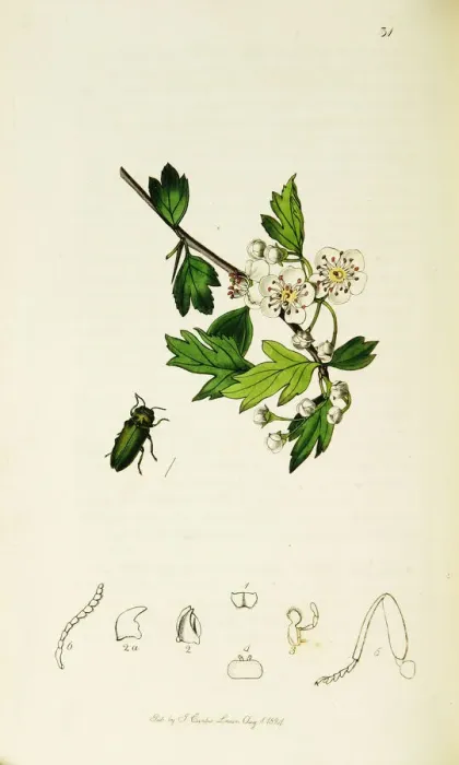 Framed Print : Curtis British Entomology Plate 31 Framed Print : Curtis British Entomology Plate 31