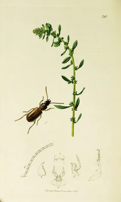 Framed Print : Curtis British Entomology Plate 310 Framed Print : Curtis British Entomology Plate 310