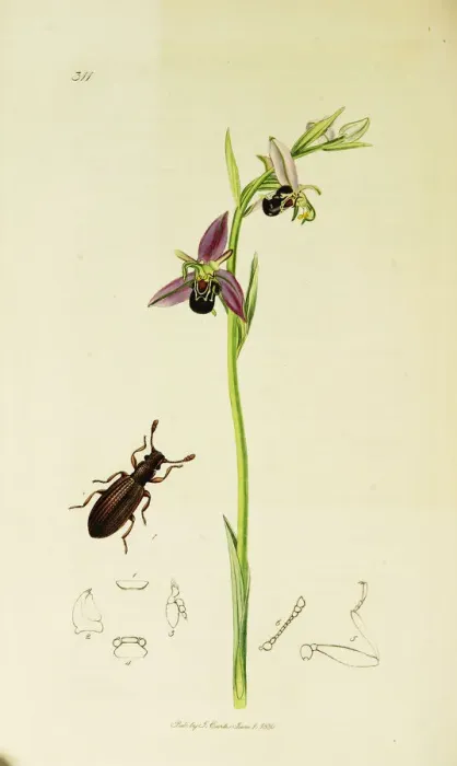 Framed Print : Curtis British Entomology Plate 311 Framed Print : Curtis British Entomology Plate 311