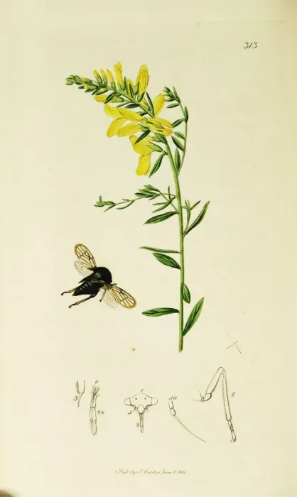 Framed Print : Curtis British Entomology Plate 313 Framed Print : Curtis British Entomology Plate 313