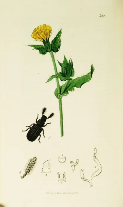 Framed Print : Curtis British Entomology Plate 314 Framed Print : Curtis British Entomology Plate 314