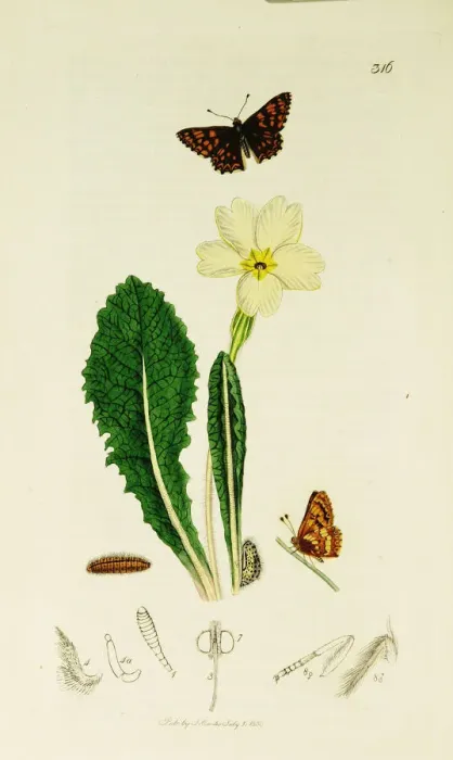 Framed Print : Curtis British Entomology Plate 316 Framed Print : Curtis British Entomology Plate 316