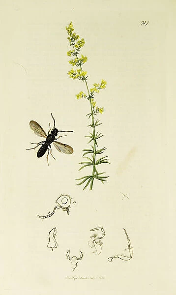 Curtis British Entomology Plate 317