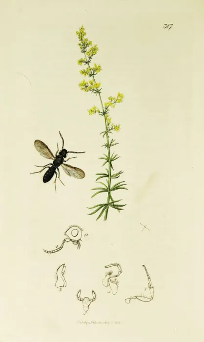 Framed Print : Curtis British Entomology Plate 317 Framed Print : Curtis British Entomology Plate 317