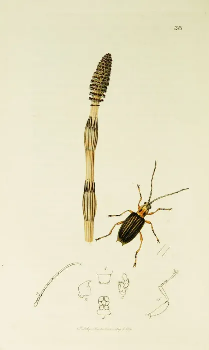 Framed Print : Curtis British Entomology Plate 318 Framed Print : Curtis British Entomology Plate 318
