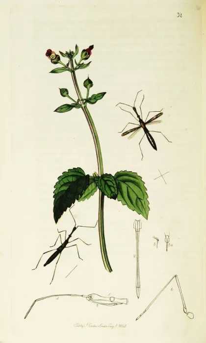 Framed Print : Curtis British Entomology Plate 32 Framed Print : Curtis British Entomology Plate 32