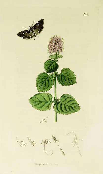 Framed Print : Curtis British Entomology Plate 320 Framed Print : Curtis British Entomology Plate 320