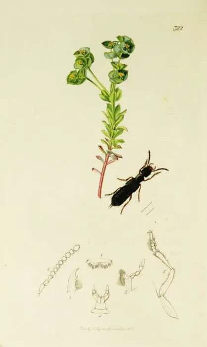 Framed Print : Curtis British Entomology Plate 322 Framed Print : Curtis British Entomology Plate 322