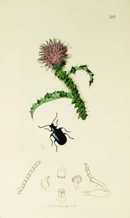 Framed Print : Curtis British Entomology Plate 323 Framed Print : Curtis British Entomology Plate 323