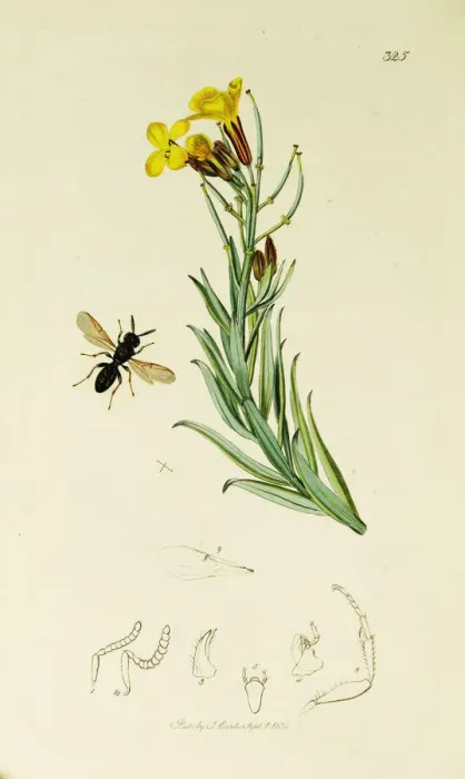 Framed Print : Curtis British Entomology Plate 325 Framed Print : Curtis British Entomology Plate 325