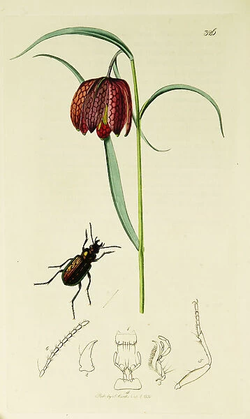 Curtis British Entomology Plate 326