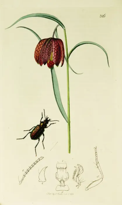 Framed Print : Curtis British Entomology Plate 326 Framed Print : Curtis British Entomology Plate 326