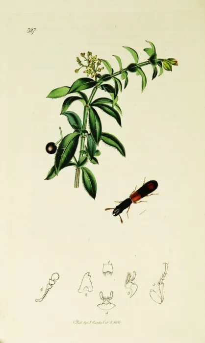 Framed Print : Curtis British Entomology Plate 327 Framed Print : Curtis British Entomology Plate 327