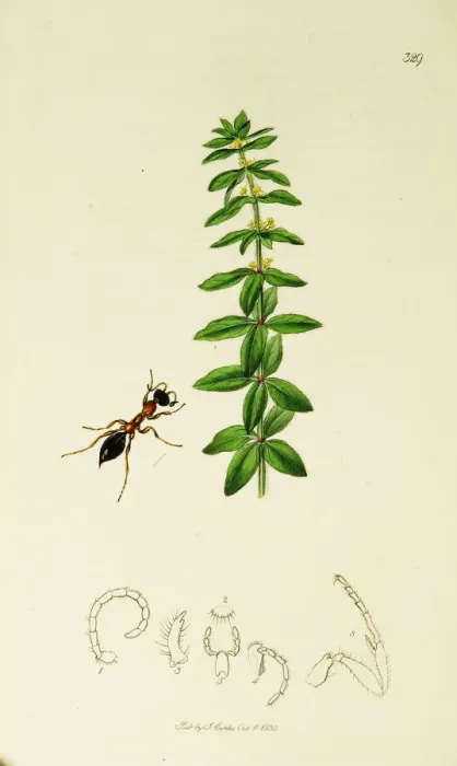 Framed Print : Curtis British Entomology Plate 329 Framed Print : Curtis British Entomology Plate 329