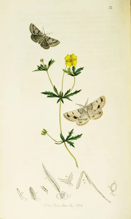 Framed Print : Curtis British Entomology Plate 33 Framed Print : Curtis British Entomology Plate 33