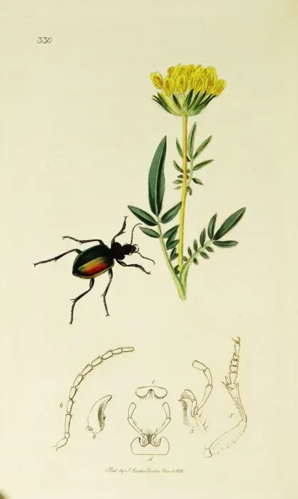 Framed Print : Curtis British Entomology Plate 330 Framed Print : Curtis British Entomology Plate 330