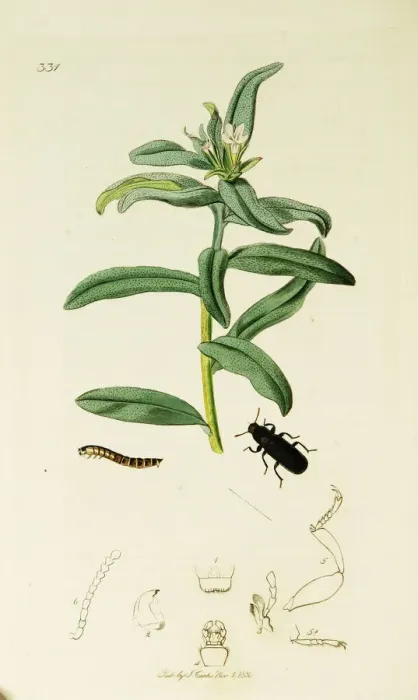 Framed Print : Curtis British Entomology Plate 331 Framed Print : Curtis British Entomology Plate 331