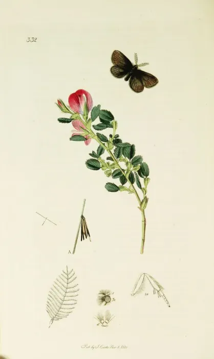 Framed Print : Curtis British Entomology Plate 332 Framed Print : Curtis British Entomology Plate 332